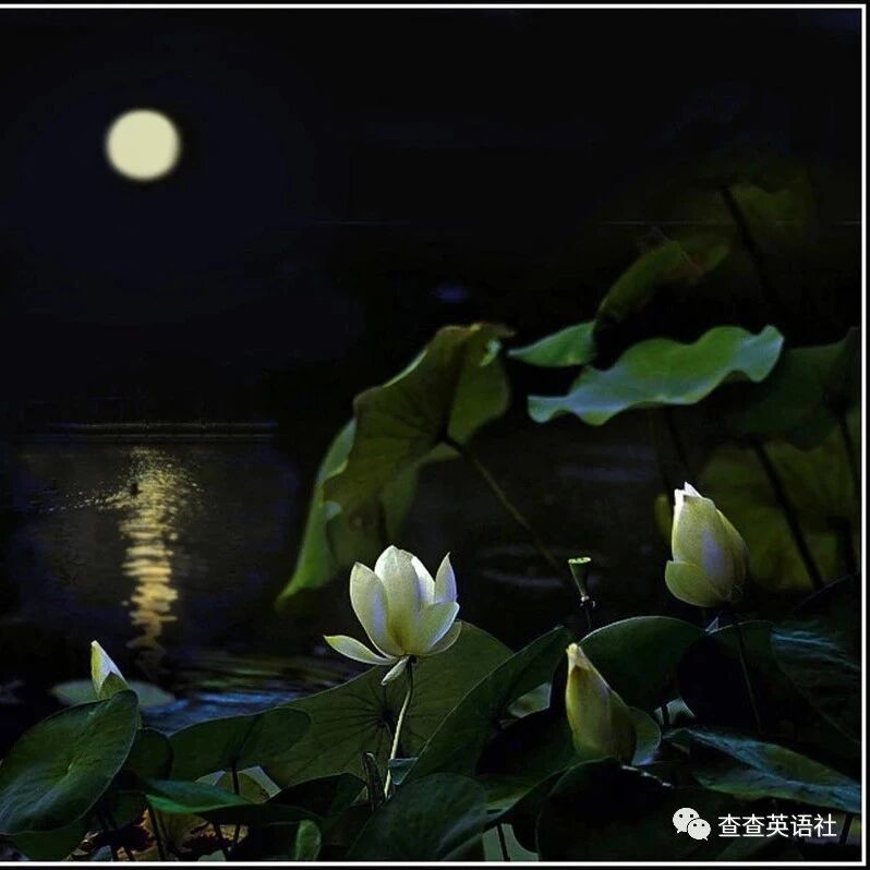 中秋节祝福语 (中英双语)
