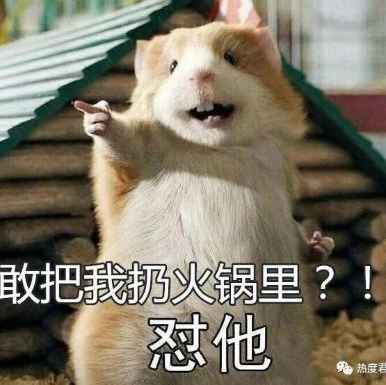 死老鼠放进火锅是怎么回事?死老鼠放进火锅的真相曝光