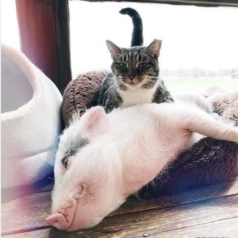 被猫带大，以为自己也是猫的小猪猪，已经回不去当猪的生活了