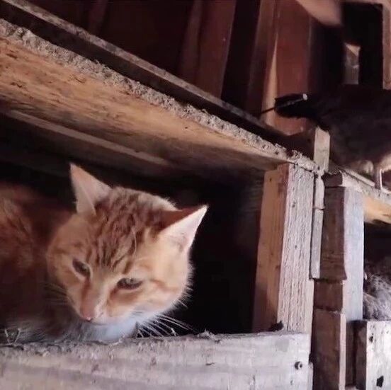 被同伴排挤+胖揍…怂怂的橘猫：我自己进鸡笼当鸡还不行吗？！