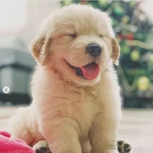 金毛宝宝就是小天使本使！不接受反驳！