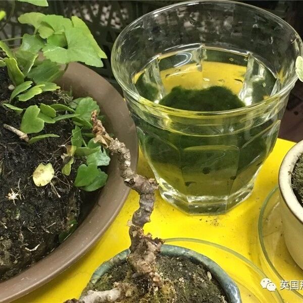 什么鬼？辛辛苦苦养了6年的绿藻，居然是塑料！纤维？！