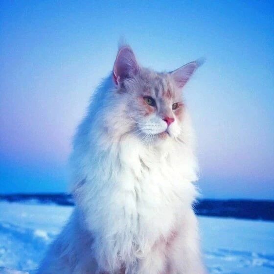 这只发量超浓密的巨型缅因猫，简直是男友理想型啊！